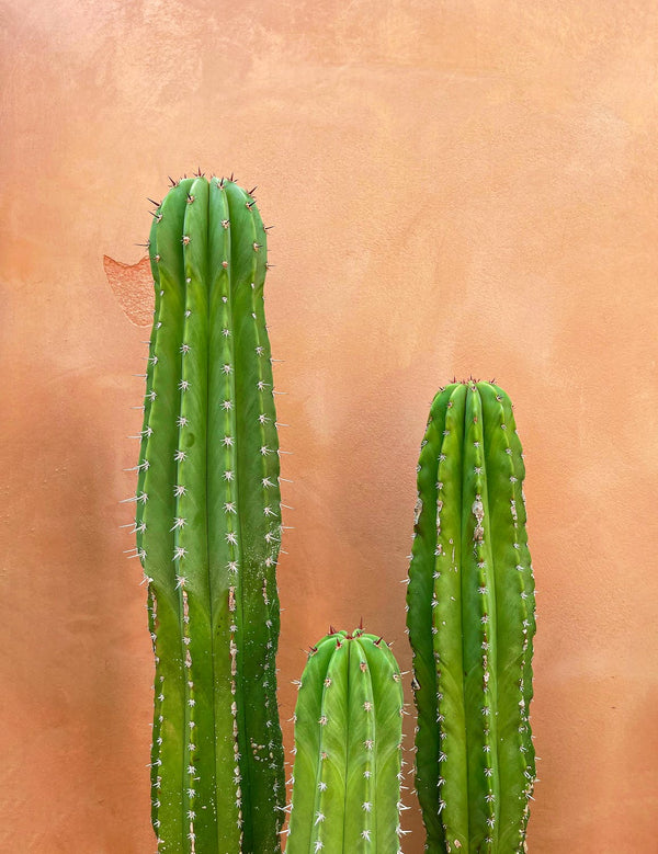 San Pedro cactus