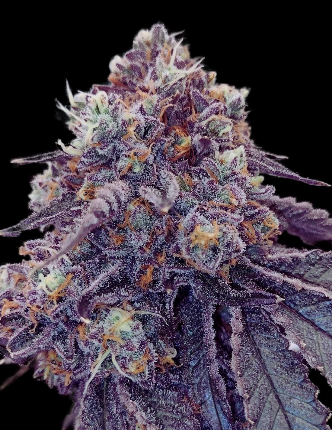 Rainbow Sherbet CBD Vape