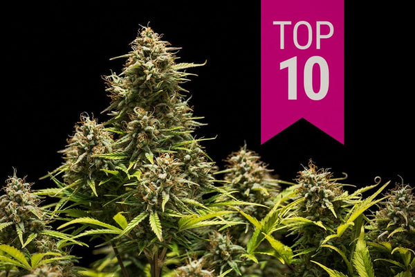 Top 10 Hybrid Strains