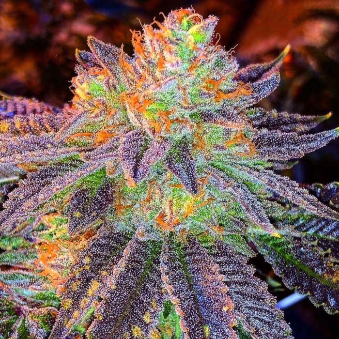 Take A Ride On A Rainbow With Zkittlez Strain